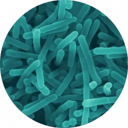 salmonella circle