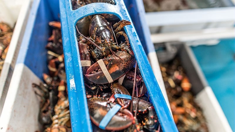 Figure 1. Use of high pressure processing to extract lobster meat