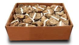 Fig. 5. Oysters wrapped with rubber bands for HPP shucking. Image source: HPP of Virginia. 
