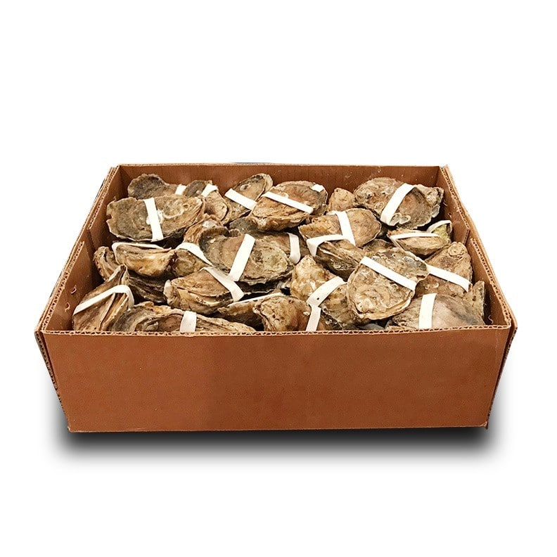 Fig. 5. Oysters wrapped with rubber bands for HPP shucking. Image source: HPP of Virginia. Fig. 5. Oysters wrapped with rubber bands for HPP shucking. Image source: HPP of Virginia.