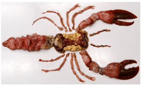 Fig. 1. HPP shucking for 100% recovery of lobster meat.
