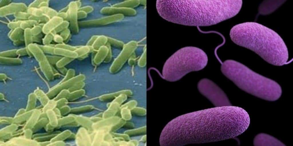 Fig. 1. Microscopy images of pathogens Vibrio vulnificus (left) and Vibrio parahaemolyticus (right).