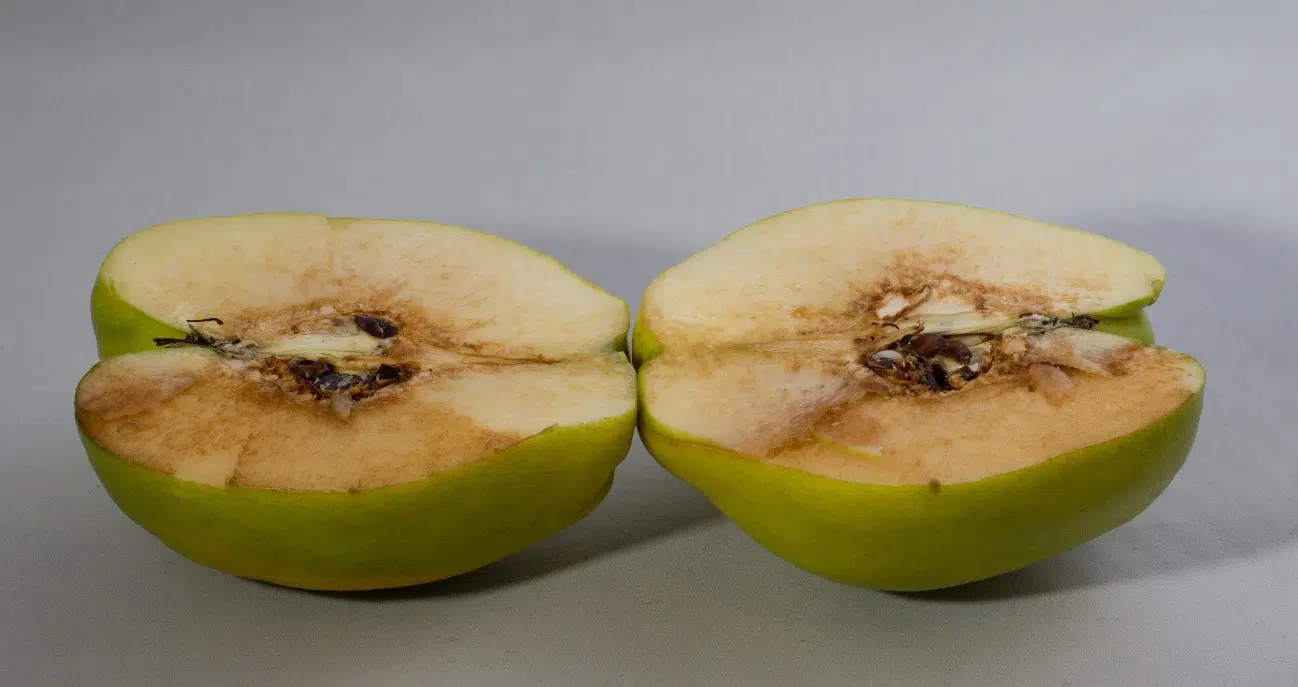 Pardeamiento de manzana, un ejemplo de reacciones de oxidación no deseadas en los alimentos. Fuente: Wikimedia Commons. Pardeamiento de manzana, un ejemplo de reacciones de oxidación no deseadas en los alimentos. Fuente: Wikimedia Commons.