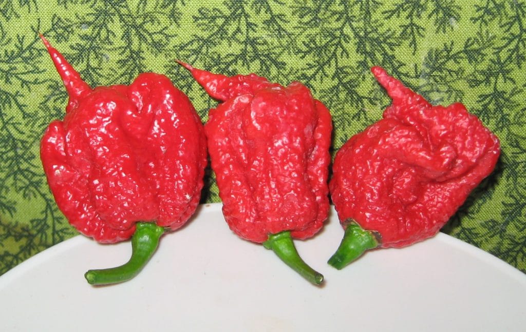 Carolina Reaper Chile