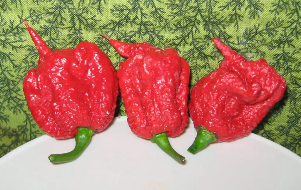 Chile Carolina Reaper (picante) Chile Carolina Reaper