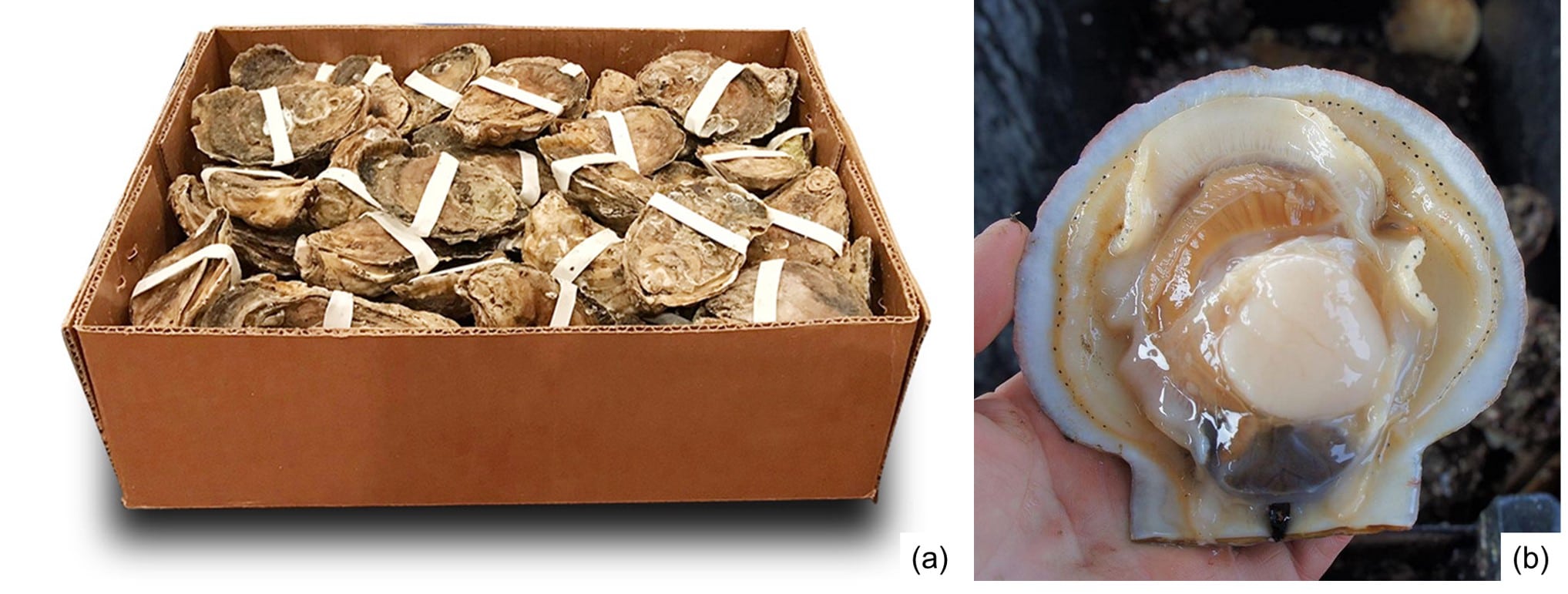 Fig. 5. Oysters wrapped with rubber bands for HPP shucking. Image source: HPP of Virginia. 