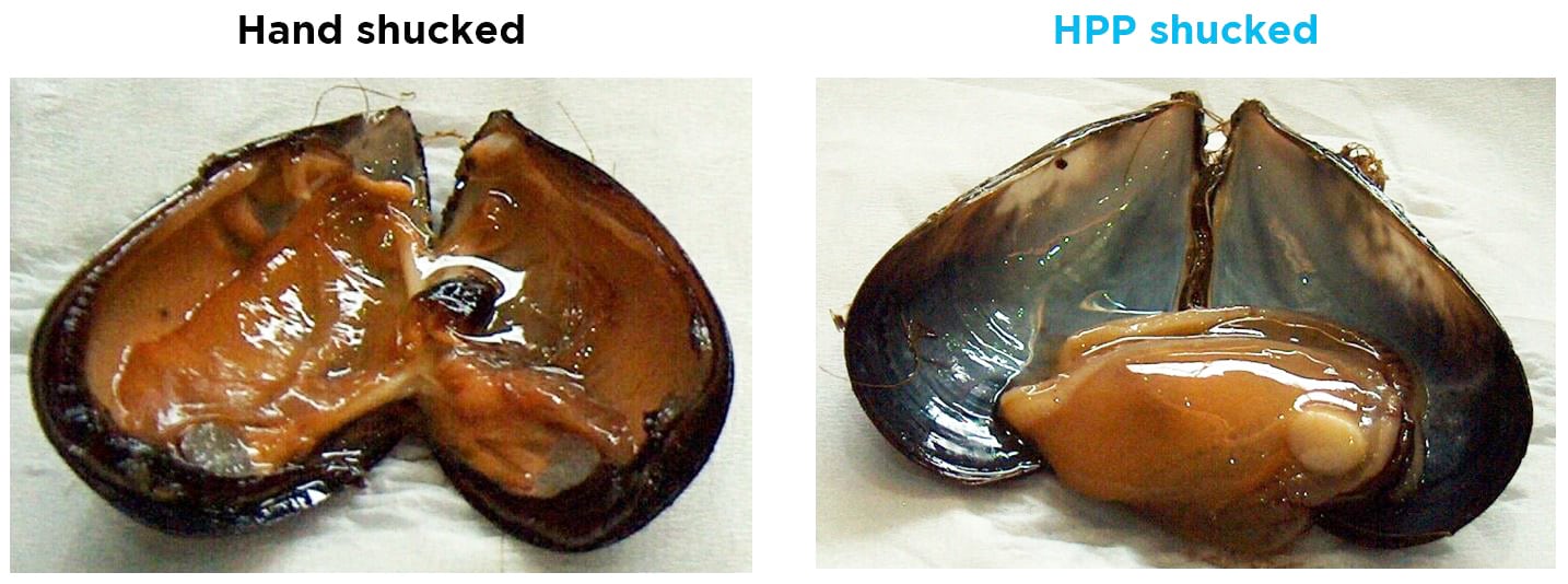 Extracción de carne de mejillones mediante HPP vs a mano