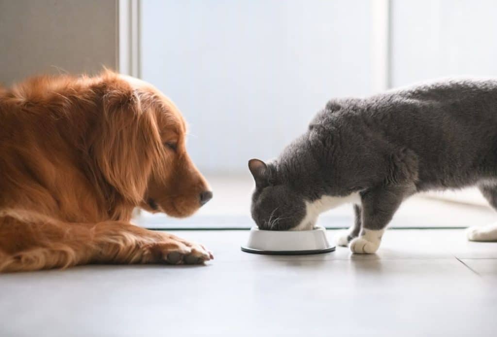 5 Benefits of Elevated Food Bowls for Dogs: Myths or Facts?