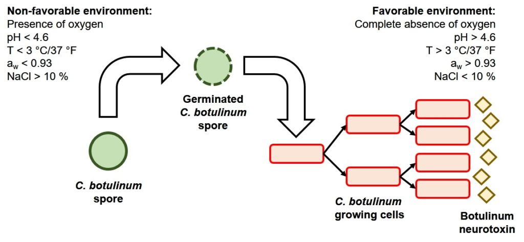 Figura 3. Ciclo de vida de C. botulinum y condiciones que previenen (izquierda) y favorecen (derecha) el crecimiento de sus esporas Figura 3. Ciclo de vida de C. botulinum y condiciones que previenen (izquierda) y favorecen (derecha) el crecimiento de sus esporas