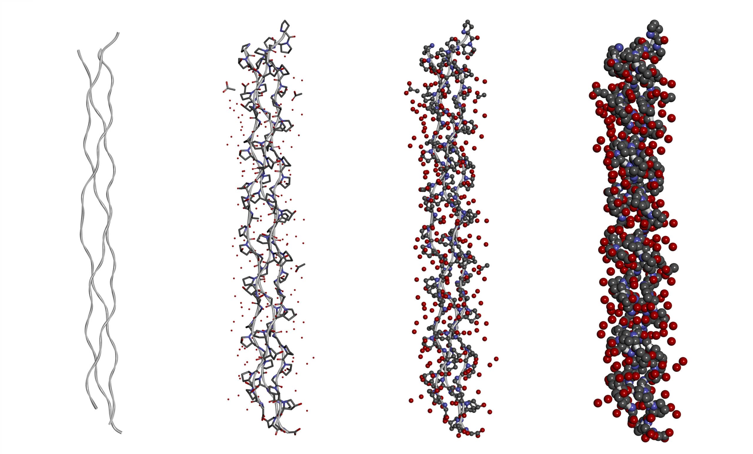 Hydration process of a triple helix collagen peptide molecule in different models