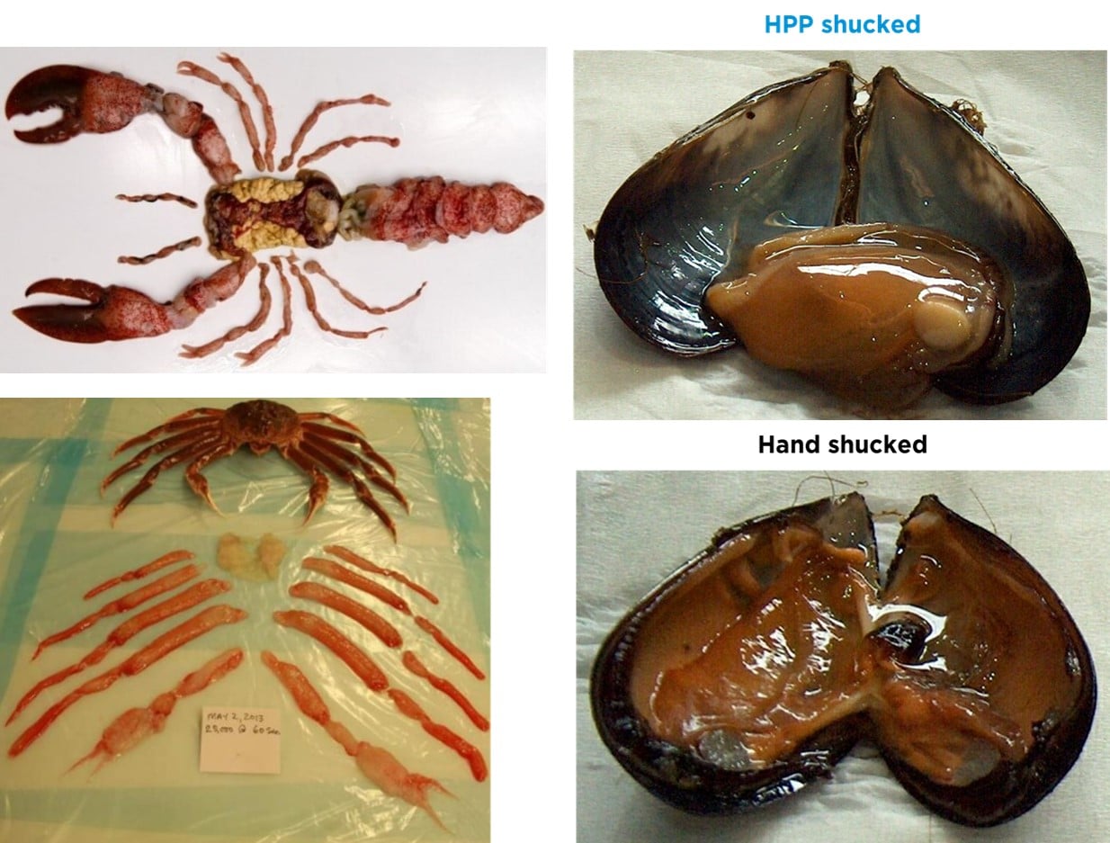 Fig. 8. Mariscos HPP sin cáscara para una recuperación del 100% de la carne comestible. Langosta (arriba a la izquierda), mejillones con y sin HPP (derecha), cangrejo (abajo a la izquierda).