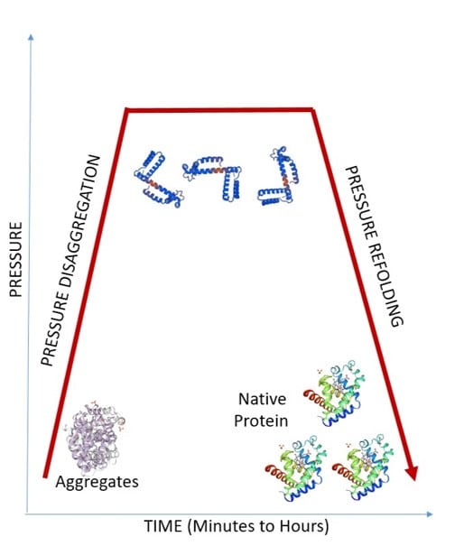 Figure 2. Pressure effects on protein aggregates. As shown here, a pressure increase can dissociate and unfold protein aggregates. Upon decompression, proteins refold into their stable native conformations.
