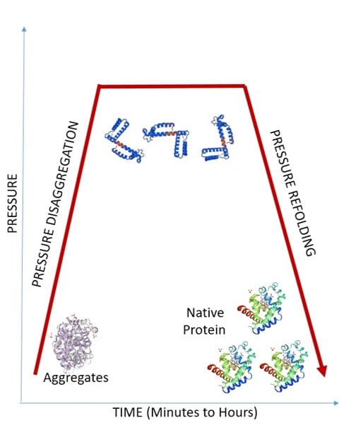 Figura 2. Efectos de la presión en agregados proteicos. Como se puede ver aquí, un incremento de presión puede disociar y desplegar agregados proteicos. Al descomprimir, las proteínas se renaturalizan hacia sus conformaciones nativas y estables.