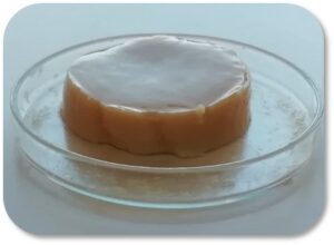 Gel hecho con proteínas de soja tratado con HPP Gel hecho con proteínas de soja tratado con HPP