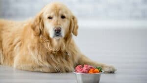 Pet food dieta barf cheap