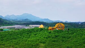 Zhejiang Aijia pomelo fields